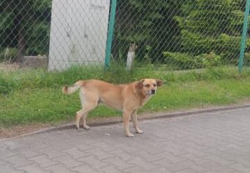 Prośba o pomoc w zabezpieczeniu psa - Brzezna