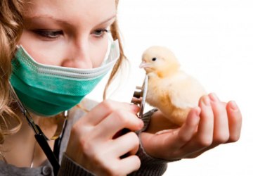 Podwyższone ryzyko wystąpienia wysoce zjadliwej grypy ptaków na terenie powiatu nowosądeckiego