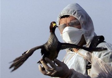 Ryzyko stwarzane przez dzikie ptactwo przenoszące wirusy wysoce zjadliwej grypy ptaków
